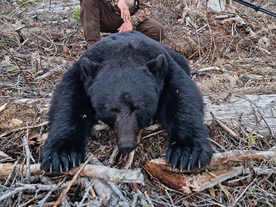 Black Bear Hunting in BC