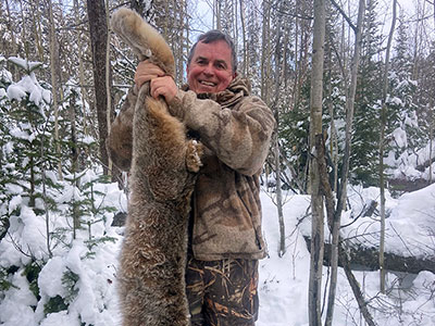 Canada Lynx Hunt with Hounds