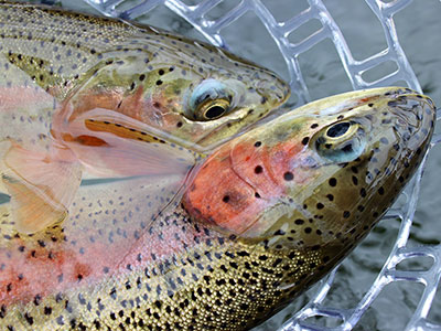 River Fishing in BC